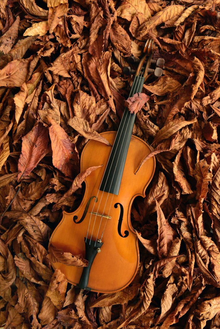 Voyage au cœur de la «Forêt Stradivari»