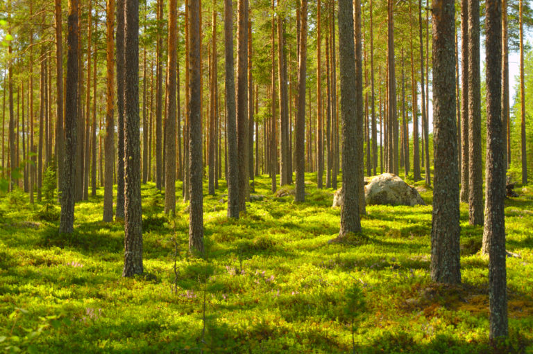 Forêt cinéraire, une fin durable ?