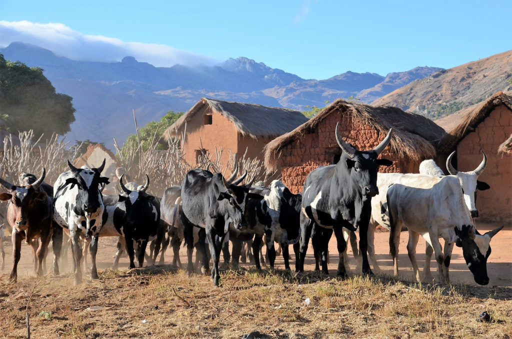 Troupeau de vaches dans la vallée de Tsaranoro, Madagascar