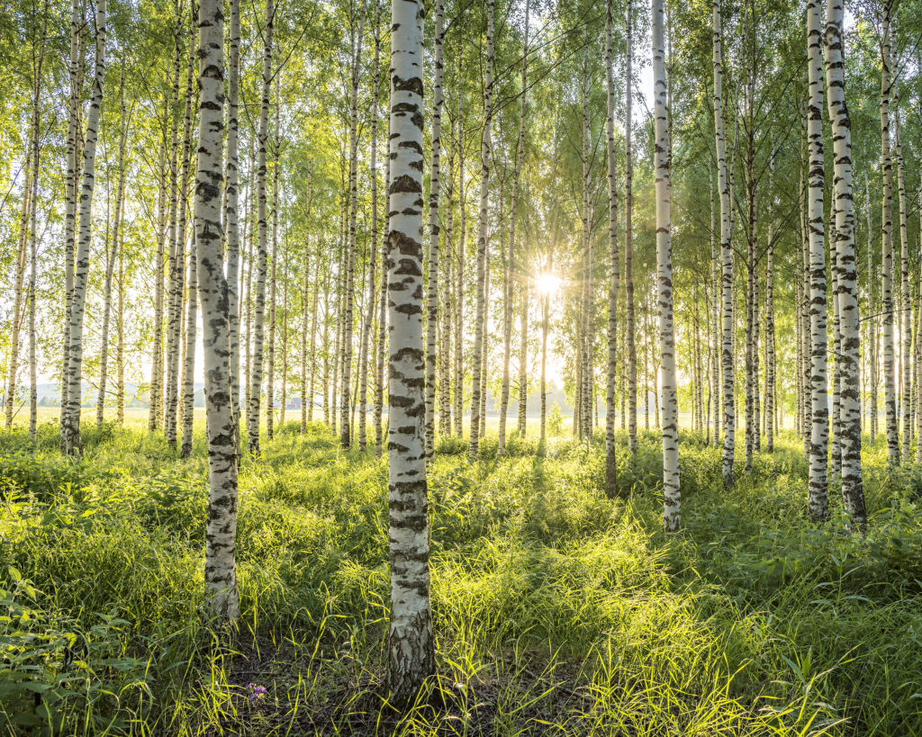 Forêt de bouleaux filtrant la lumière du soleil, situé en Suède. Ces arbres sont pleins de ressources !