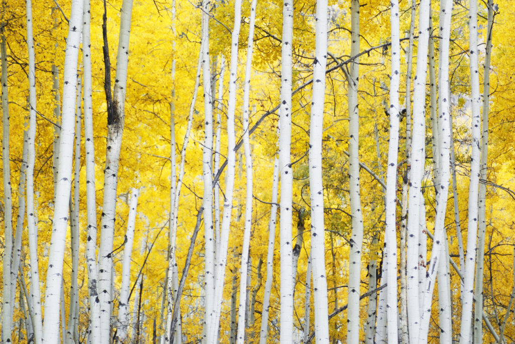 Forêt de bouleaux à l'automne, au feuillage jaune.