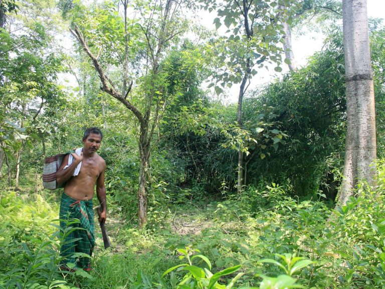 Jadav Payeng, le « forest man » de l’Inde