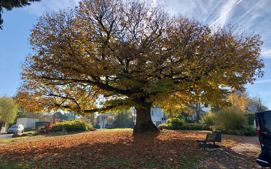Le plus arbre de France 2021