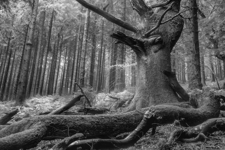 Photos noir et blanc d’arbres vénérables
