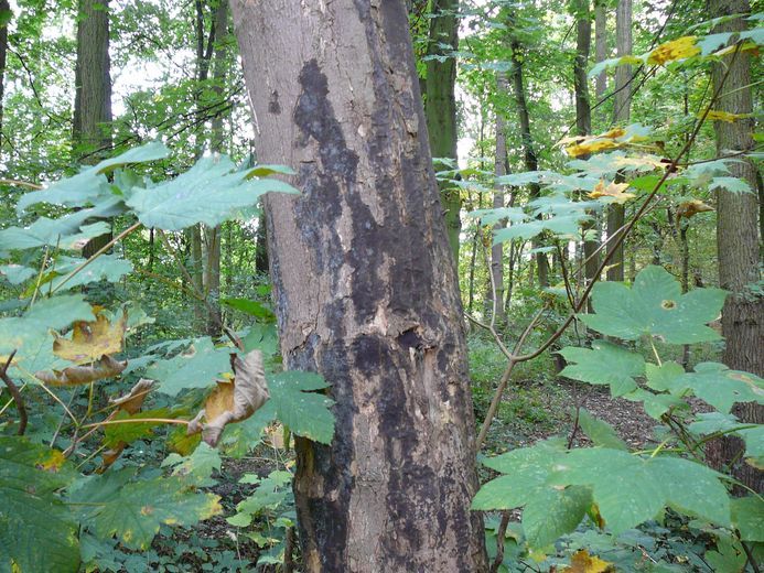 La maladie de la suie, un mal pour l’arbre et l’Homme