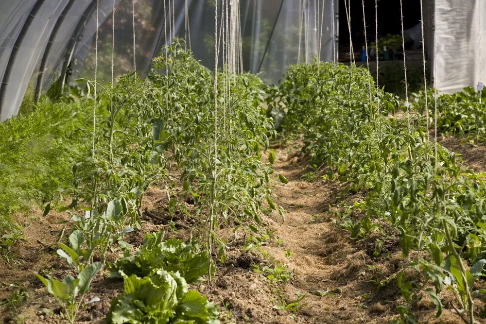 Serre à tomate du Jardin du Moulin de Vaujours