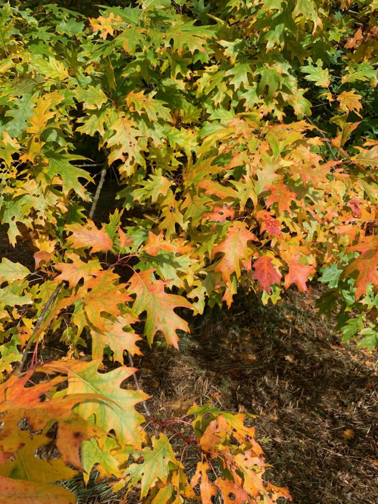 Le chêne des marais (Quercus palustris)