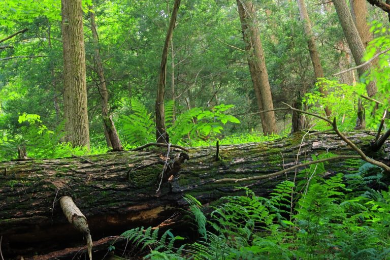 Le bois mort. Indispensable pour la biodiversité des forêts