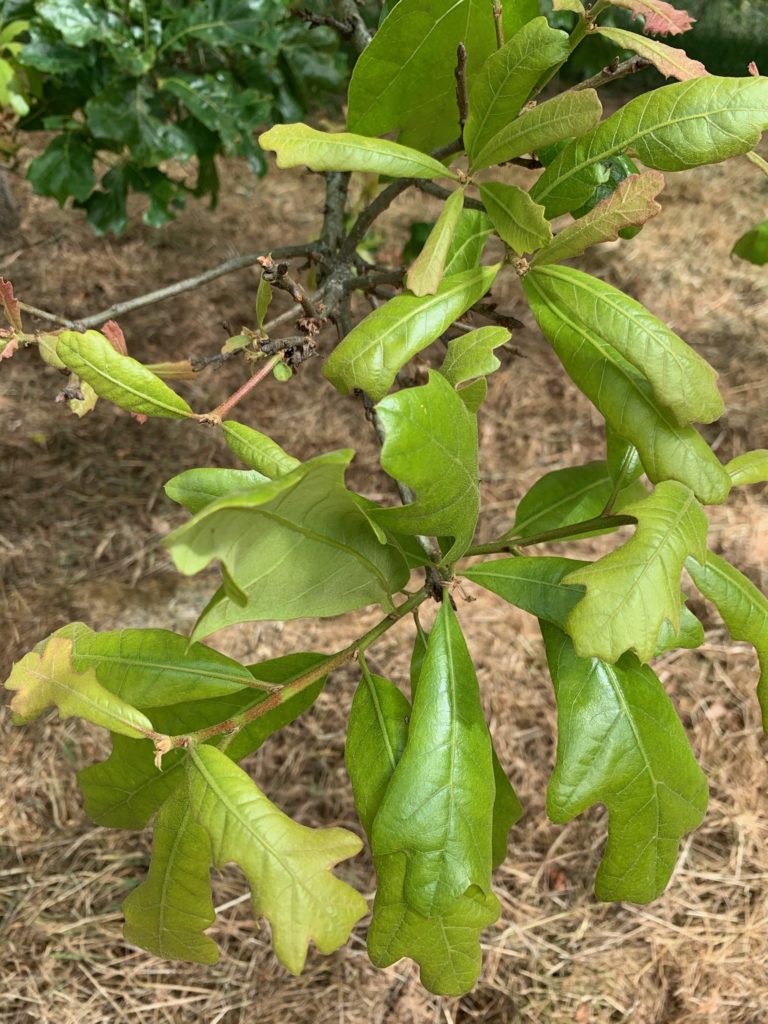 Le chêne du Maryland (Quercus marilandica)