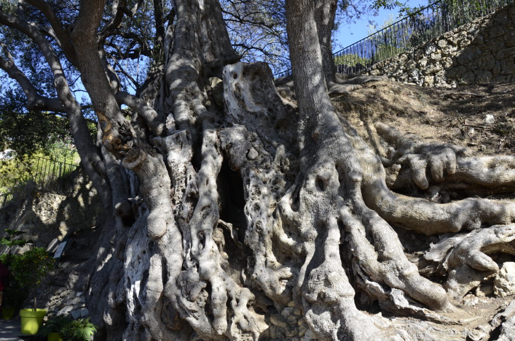 L'Olivier millénaire est un arbre remarquable français de Roquebrune-Cap-Martin (Alpes-Maritimes).