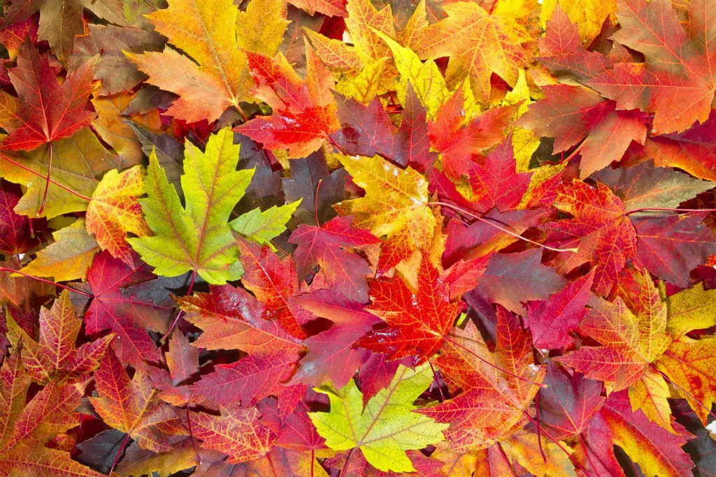 Les érables passent au rouge en automne  