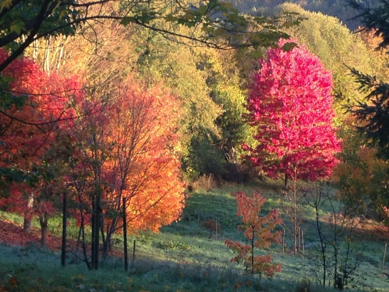 Le mystère des couleurs des feuillages en automne