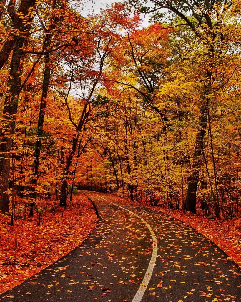 Une route de Nouvelle -Angleterre bordée d'arbres colorés en automne. 