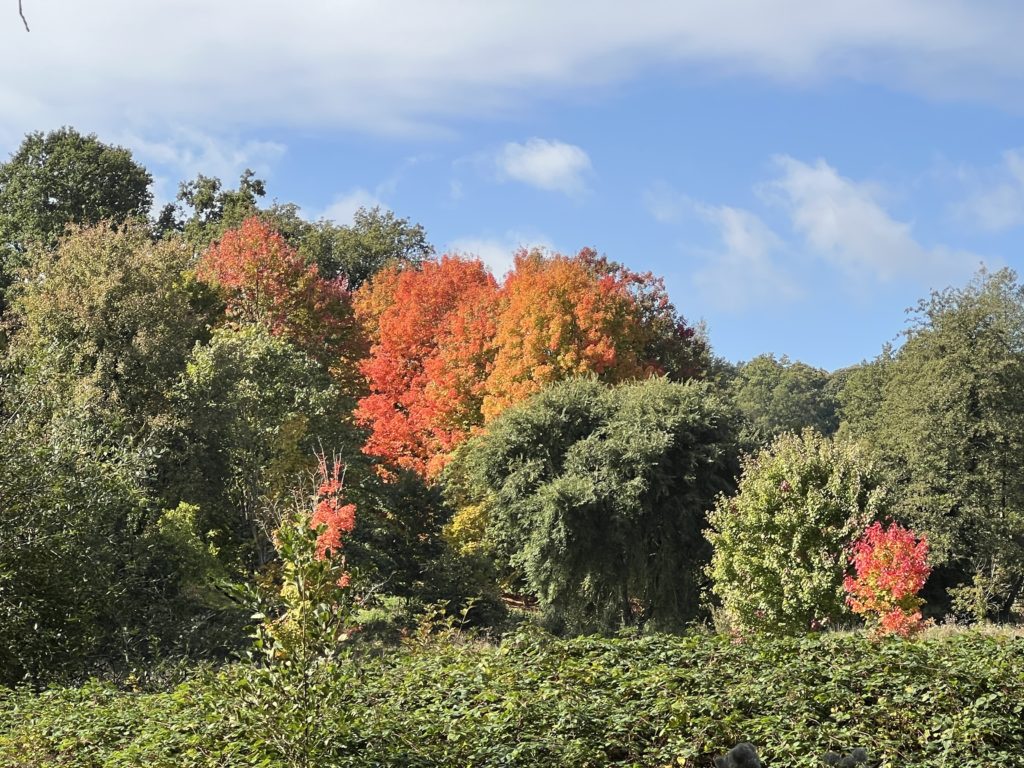 Les érables en automne à l'Arboretum de Boiscorde