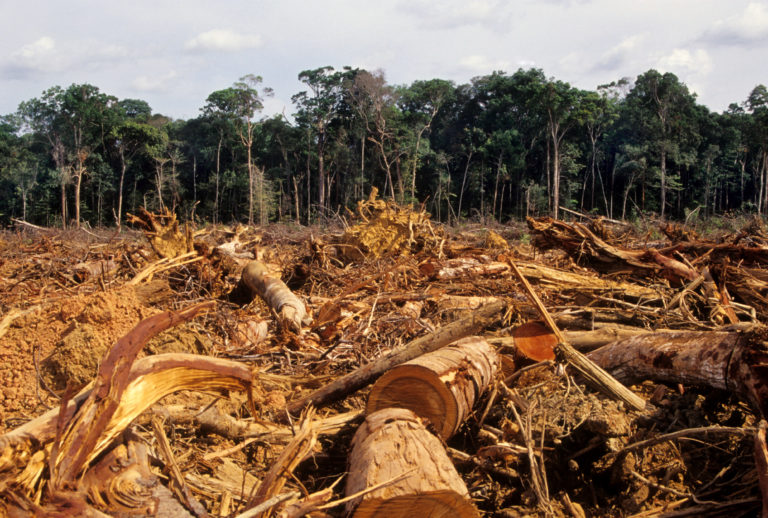 Fini l’importation de produits issus de la déforestation !